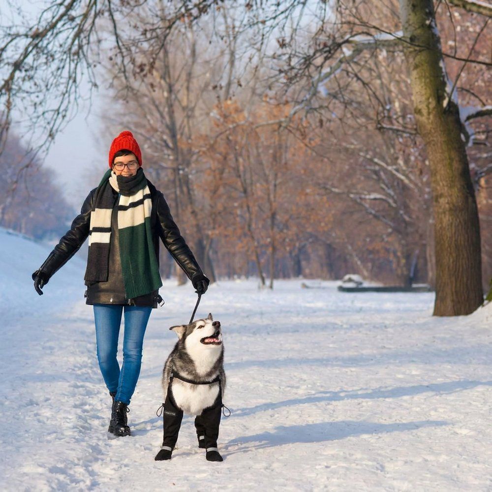 Husky wearing TundraLegs on a snowy winter trail