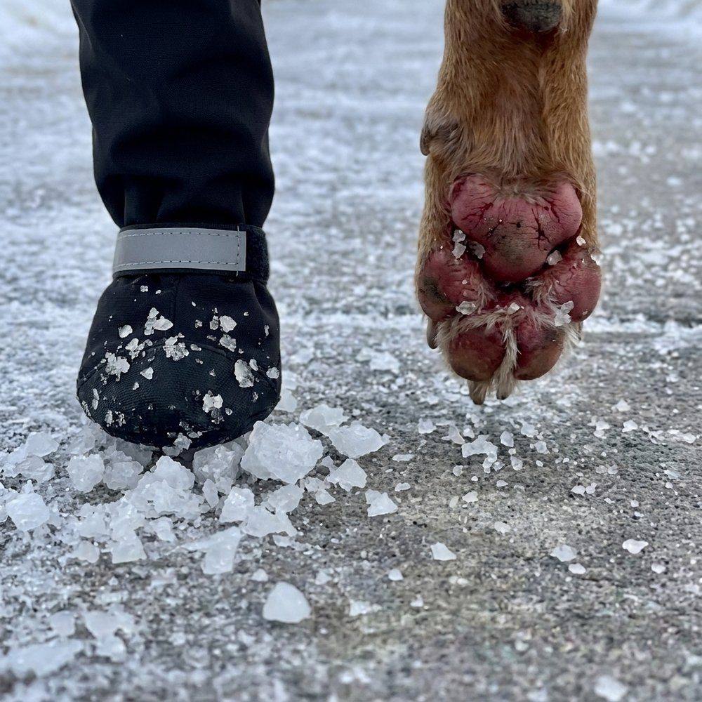 Protected TundraLegs boot beside a bare, salt-cracked paw