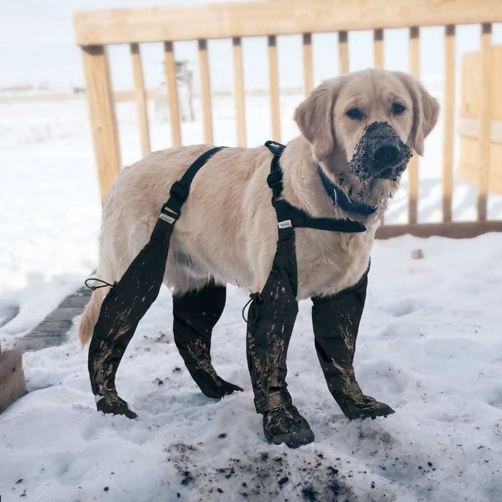 Golden Retriever with muddy TundraLegs — the legs underneath stayed clean