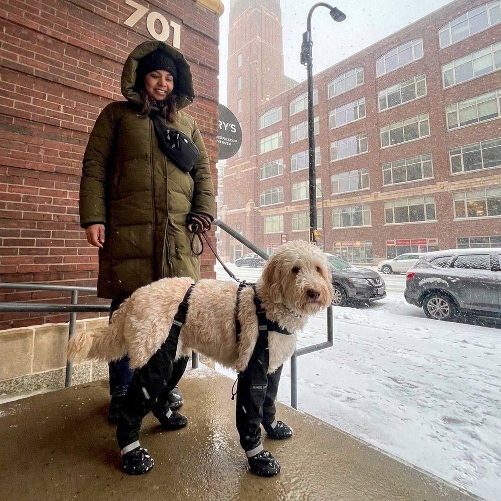Goldendoodle wearing TundraLegs on a snowy city sidewalk
