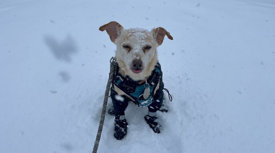 Small dog in TundraLegs boots and harness sitting in deep snow during a snowstorm, snow dusted on its head
