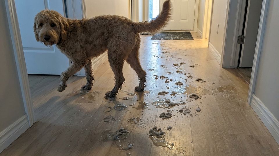 Goldendoodle with wet slush-covered legs glancing back at the trail of gray slushy pawprints it tracked down the hallway