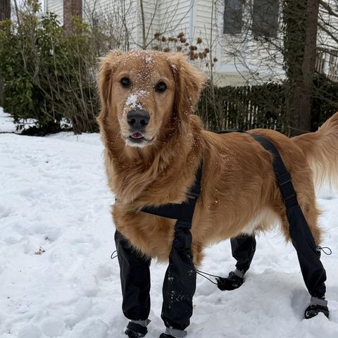Golden Retriever wearing TundraLegs standing in snow, snow dusted on its face