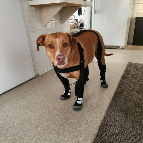Brown pit-mix wearing TundraLegs in a kitchen