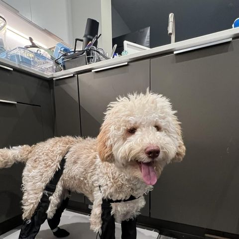 Cream labradoodle wearing TundraLegs, tongue out