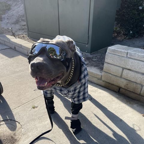Gray dog in goggles and flannel wearing TundraLegs on a sunny sidewalk
