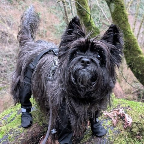 Cairn terrier wearing TundraLegs on a mossy log in the forest