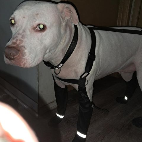 White pit bull wearing TundraLegs at night, reflective bands glowing